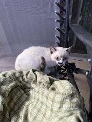Found/Stray Female Cat last seen Lillie King Park, Santa Ana, CA 92707