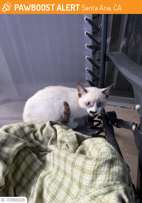 Found/Stray Female Cat last seen Lillie King Park, Santa Ana, CA 92707