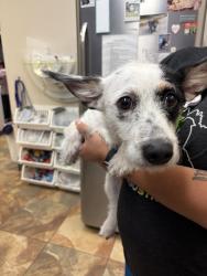 Found/Stray Unknown Dog last seen Edgemere , El Paso, TX 79925