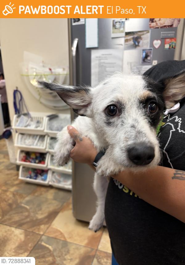 Found/Stray Unknown Dog last seen Edgemere , El Paso, TX 79925