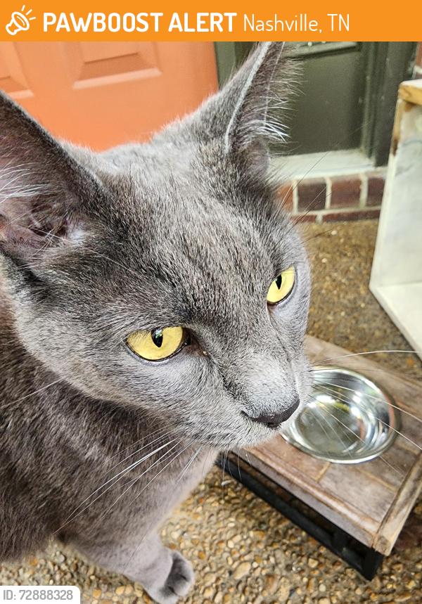 Found/Stray Female Cat last seen Pennywell Drive and Rodney, Nashville, TN 37205