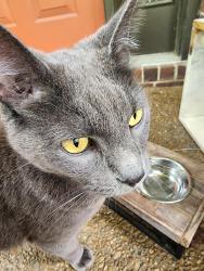 Found/Stray Female Cat last seen Pennywell Drive and Rodney, Nashville, TN 37205