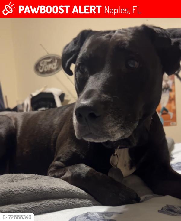 Lost Female Dog last seen Sabal palm road, Naples, FL 34114