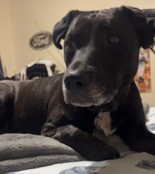 Lost Female Dog last seen Sabal palm road, Naples, FL 34114