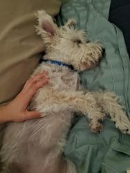 Lost Male Dog last seen Near Mesquite St, Wichita Falls, TX 76302, Wichita Falls, TX 76302