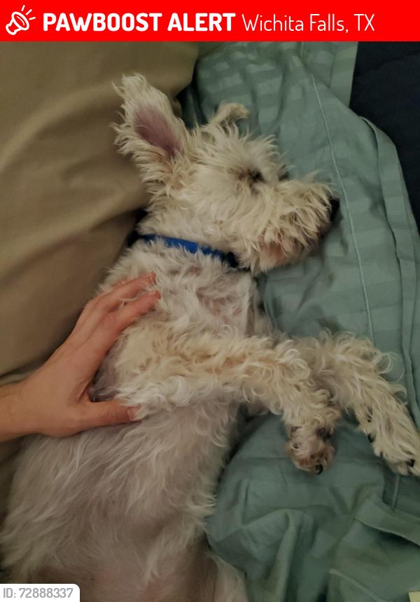 Lost Male Dog last seen Near Mesquite St, Wichita Falls, TX 76302, Wichita Falls, TX 76302