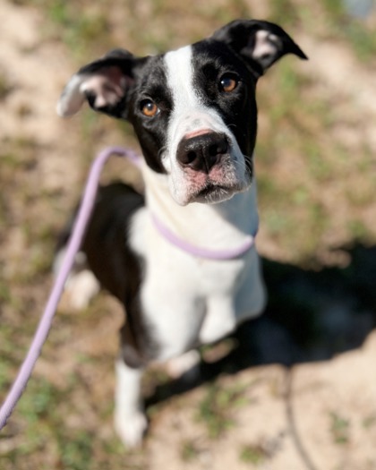 Shelter Stray Female Dog last seen Atlanta, GA 30331, Atlanta, GA 30336