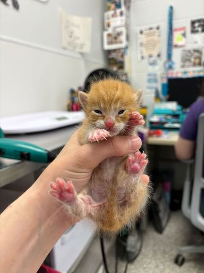 Shelter Stray Male Cat last seen E 13th StKansas City, MO 64127, 64127, MO, Kansas City, MO 64132