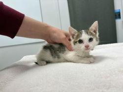 Shelter Stray Female Cat last seen E 37th and Elmwood Ave, 64133, MO, Kansas City, MO 64132