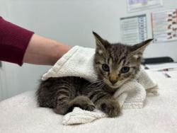 Shelter Stray Male Cat last seen E 37th and Elmwood Ave, 64133, MO, Kansas City, MO 64132