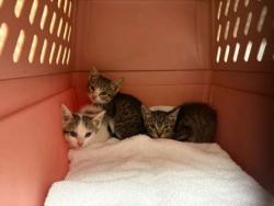Shelter Stray Female Cat last seen E 37th and Elmwood Ave, 64133, MO, Kansas City, MO 64132