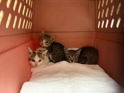 Shelter Stray Female Cat last seen E 37th and Elmwood Ave, 64133, MO, Kansas City, MO 64132