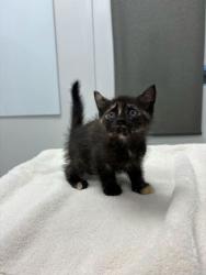 Shelter Stray Female Cat last seen E 11th St and Topping Ave, 64126, MO, Kansas City, MO 64132