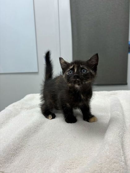 Shelter Stray Female Cat last seen E 11th St and Topping Ave, 64126, MO, Kansas City, MO 64132