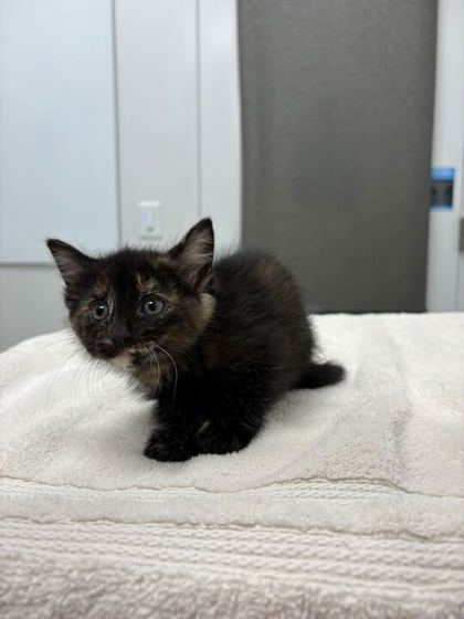 Shelter Stray Female Cat last seen E 11th St and Topping Ave, 64126, MO, Kansas City, MO 64132