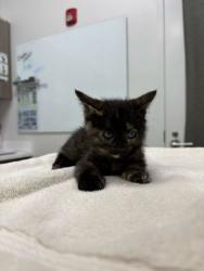 Shelter Stray Female Cat last seen E 11th St and Topping Ave, 64126, MO, Kansas City, MO 64132
