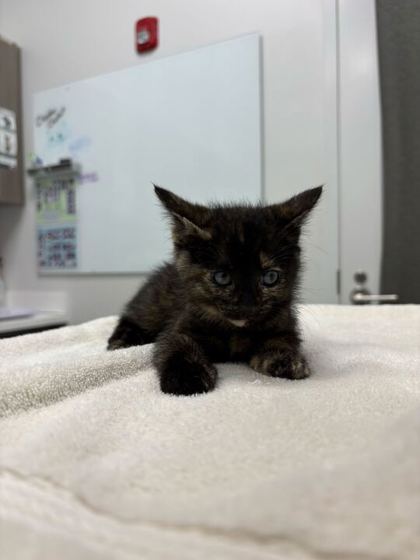 Shelter Stray Female Cat last seen E 11th St and Topping Ave, 64126, MO, Kansas City, MO 64132