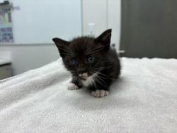 Shelter Stray Female Cat last seen Near Swope Pkwy &, 3999 E Meyer Blvd, Kansas City, 64132, MO, Kansas City, MO 64132