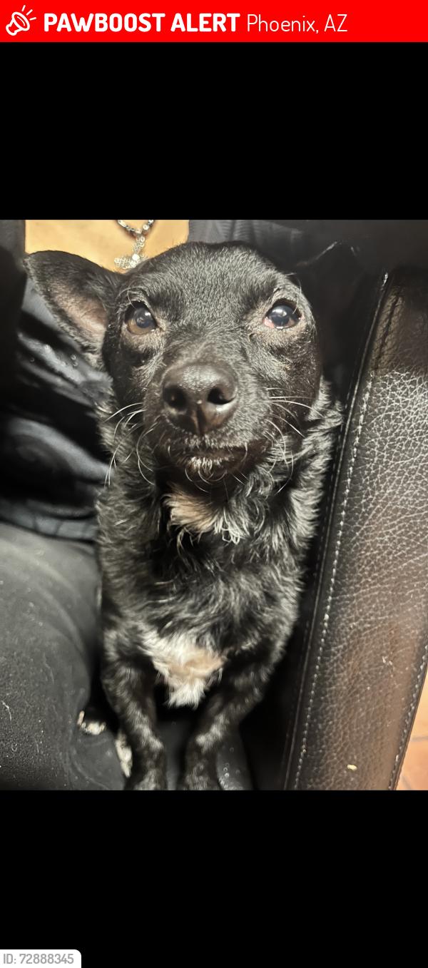 Lost Male Dog last seen Madrid Neighborhood School, Phoenix, AZ 85019