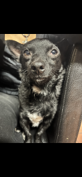 Lost Male Dog last seen Madrid Neighborhood School, Phoenix, AZ 85019