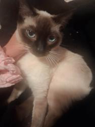 Lost Female Cat last seen Bella Tierra LN and mustard creek rd , Paso Robles, CA 93446
