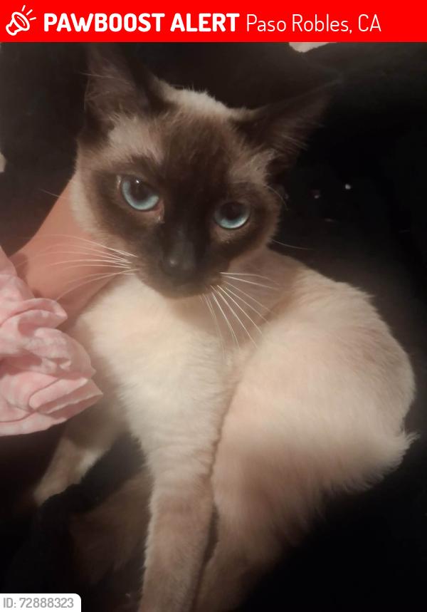 Lost Female Cat last seen Bella Tierra LN and mustard creek rd , Paso Robles, CA 93446