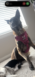 Reunited Female Dog last seen Was last seen at las Brisas apmts , Round Rock, TX 78665