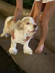 Found/Stray Unknown Dog last seen Griffin Park, Edmond, OK 73012