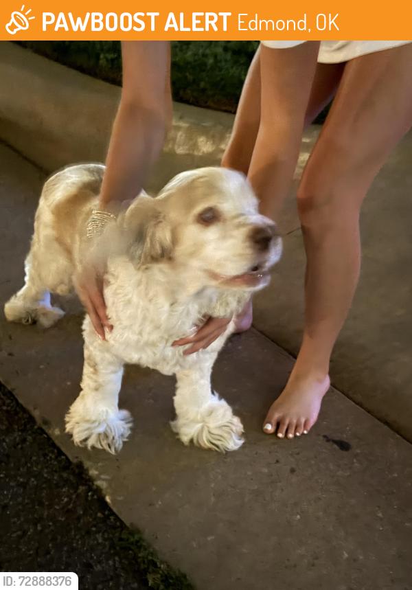 Found/Stray Unknown Dog last seen Griffin Park, Edmond, OK 73012