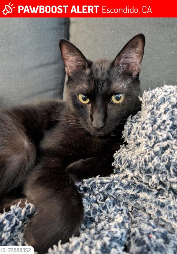 Lost Male Cat last seen W Vermont Ave and S Escondido Blvd, Escondido, CA 92025