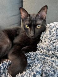 Lost Male Cat last seen W Vermont Ave and S Escondido Blvd, Escondido, CA 92025