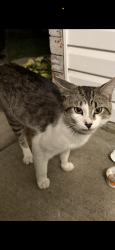 Found/Stray Unknown Cat last seen Tarkio and Haseltine, Springfield, MO 65802