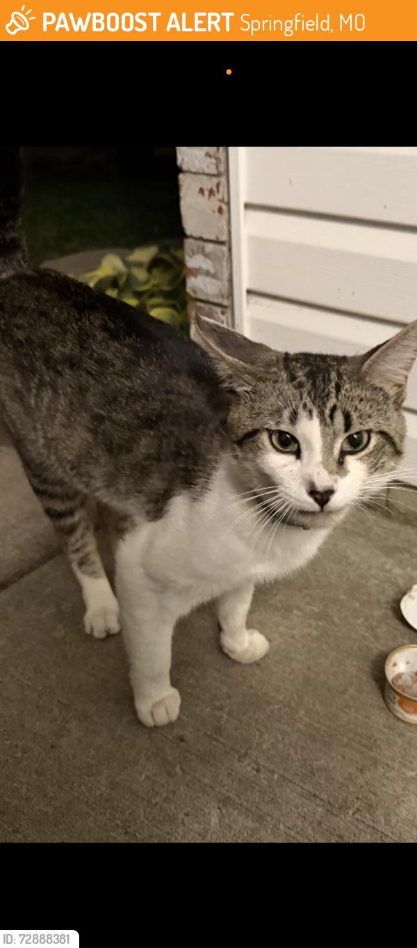 Found/Stray Unknown Cat last seen Tarkio and Haseltine, Springfield, MO 65802