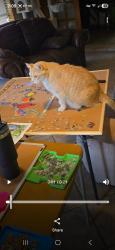 Lost Male Cat last seen Near lakeshore drive Weatherford tx, Weatherford, TX 76087