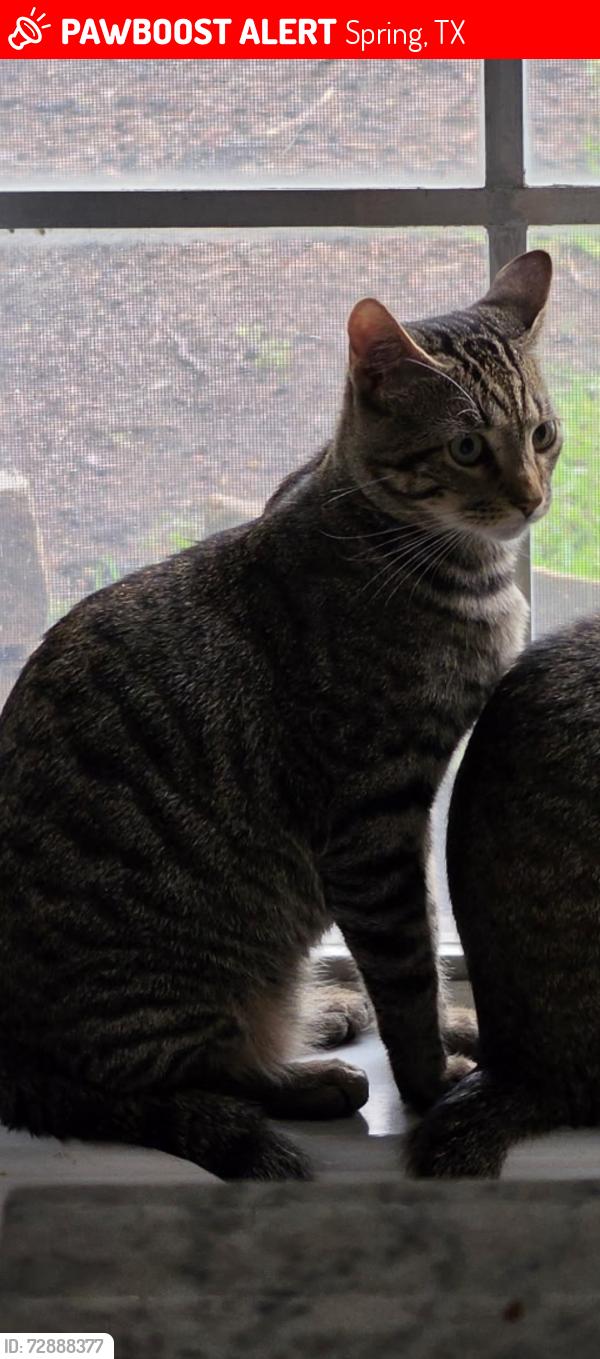 Lost Male Cat last seen Colony Creek Dr, Spring, TX 77379