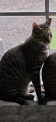 Lost Male Cat last seen Colony Creek Dr, Spring, TX 77379