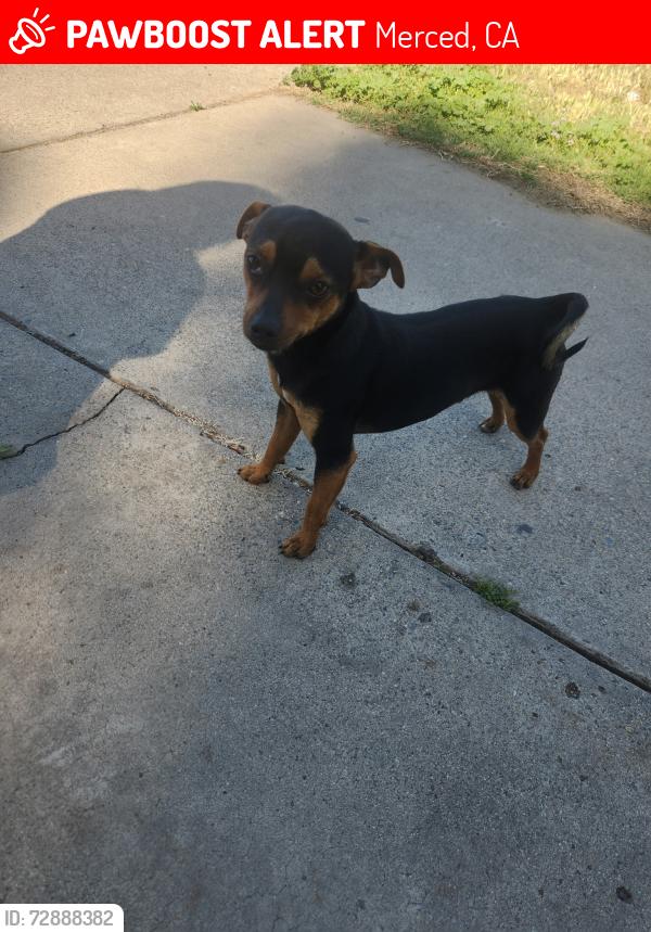 Lost Male Dog last seen McNamara park, Merced, CA 95341