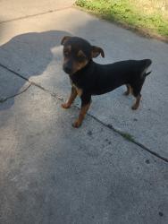 Lost Male Dog last seen McNamara park, Merced, CA 95341