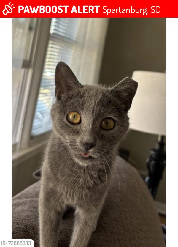 Lost Female Cat last seen Ike’s Corner Grille , Spartanburg, SC 29303