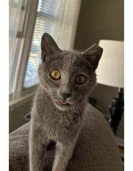 Lost Female Cat last seen Ike’s Corner Grille , Spartanburg, SC 29303