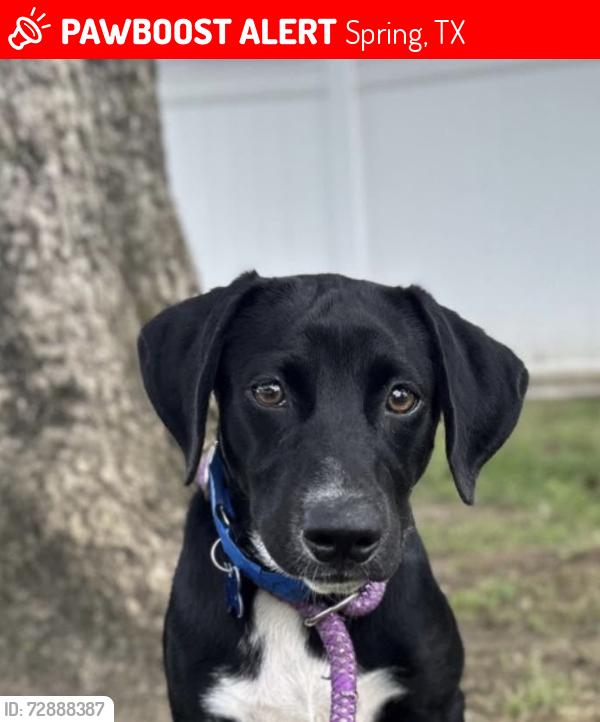Lost Male Dog last seen Maple terrace spring to , Spring, TX 77373