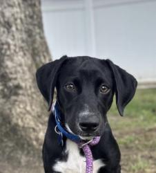 Lost Male Dog last seen Maple terrace spring to , Spring, TX 77373