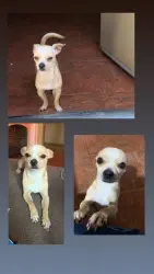 Reunited Male Dog last seen In n out, Visalia mall, Planet fitness , Visalia, CA 93277