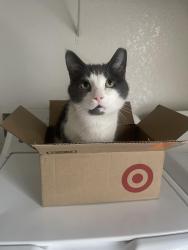 Lost Male Cat last seen Rainbow blvd & hacienda, Las Vegas, NV 89118