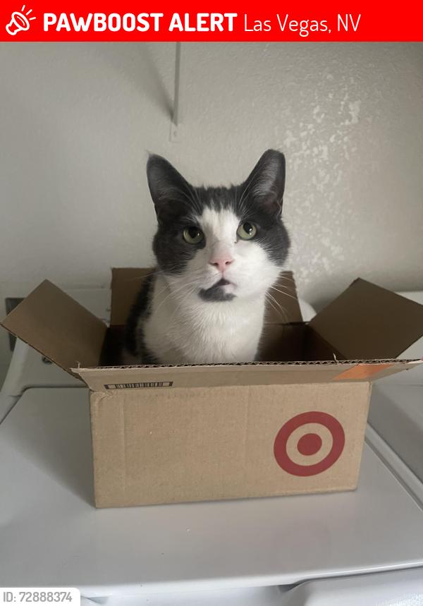 Lost Male Cat last seen Rainbow blvd & hacienda, Las Vegas, NV 89118