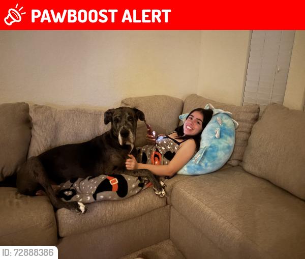 Lost Female Dog last seen Haven and 19th, Rancho Cucamonga, CA 91701