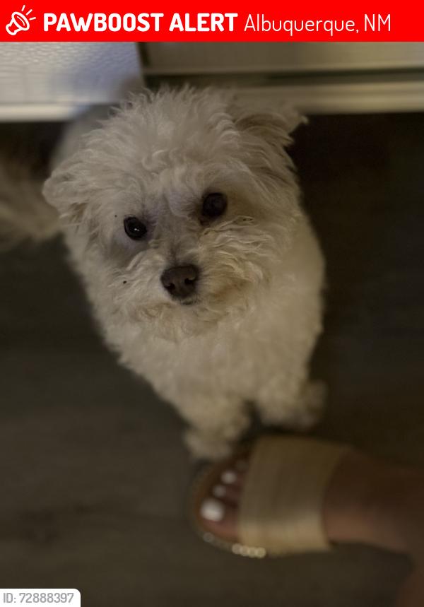 Lost Female Dog last seen Near san jose, Albuquerque, NM 87102