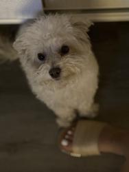 Lost Female Dog last seen Near san jose, Albuquerque, NM 87102