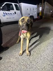 Lost Female Dog last seen Paramount, Pico Rivera, CA 90660