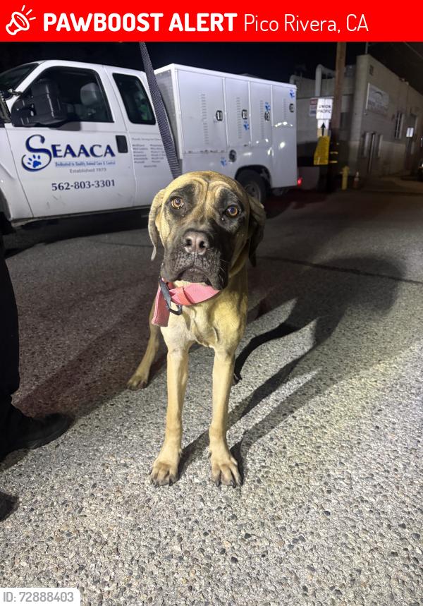 Lost Female Dog last seen Paramount, Pico Rivera, CA 90660